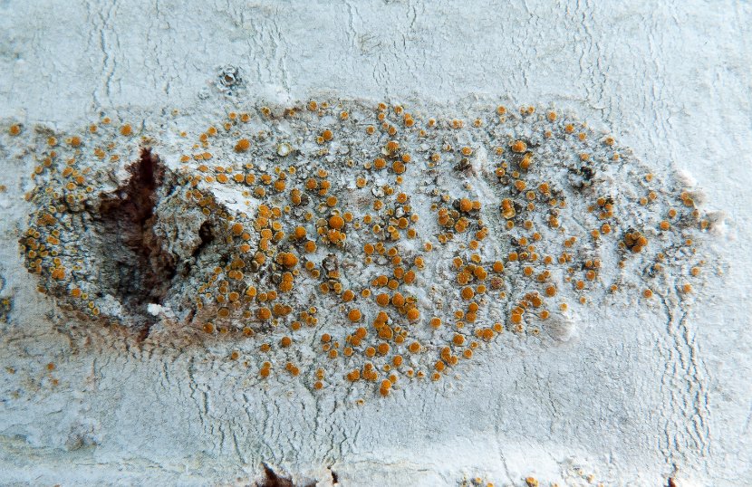 Caloplaca pyracea-2
